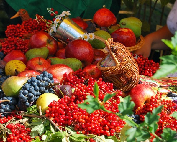 Августовские фрукты