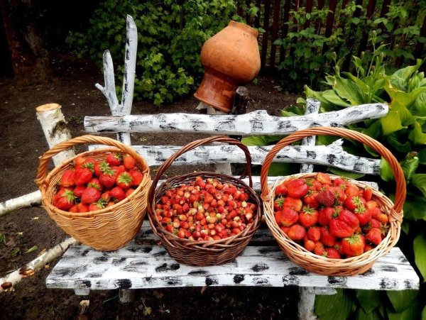 Дары лета ягоды