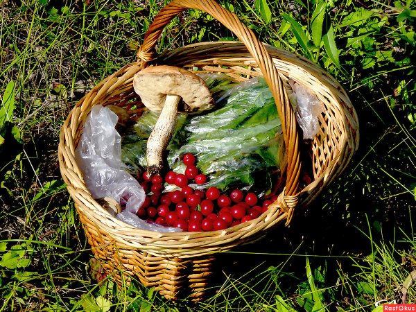 Корзинка с дарами леса