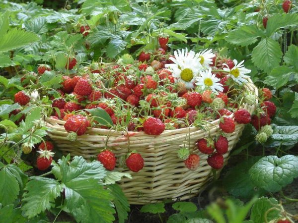 Лето Ах лето земляника