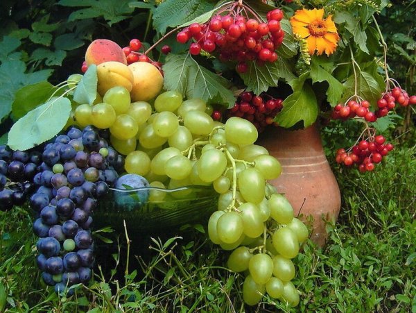 Летние дары природы