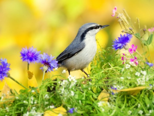 Птицы летом