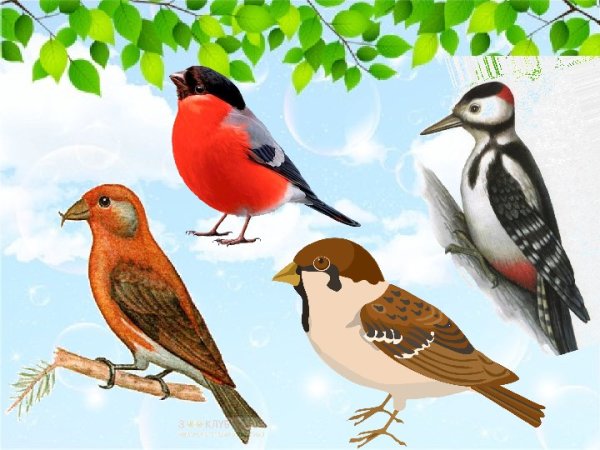 Детям о птицах в детском саду