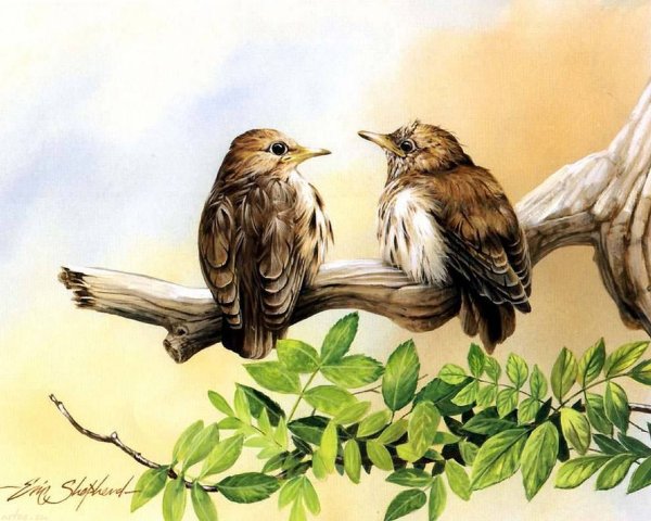 Птицы учат птенцов летать