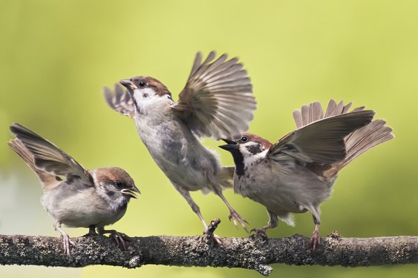 Птицы в лесу