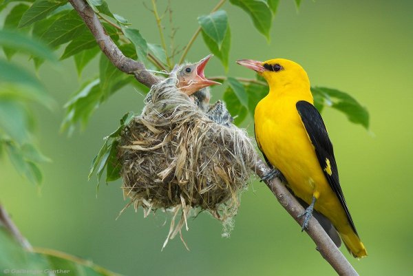 Луг с цветами и бабочками
