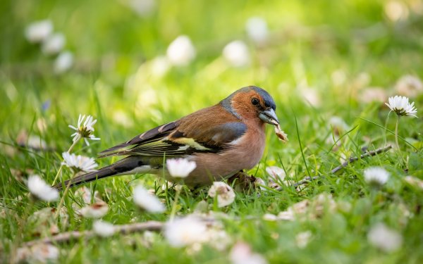 Много птиц на одной картинке