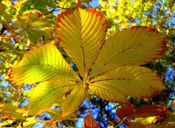 Широколиственный кленового листа