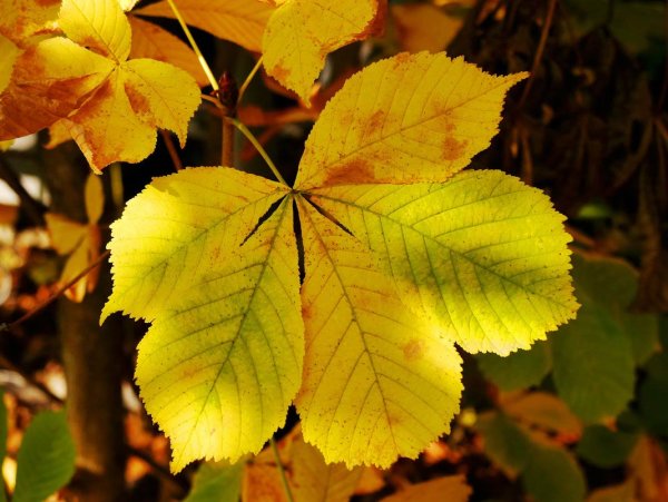 Конский каштан листья осенью