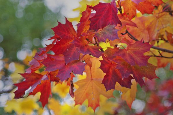 Каштан autumn Splendor