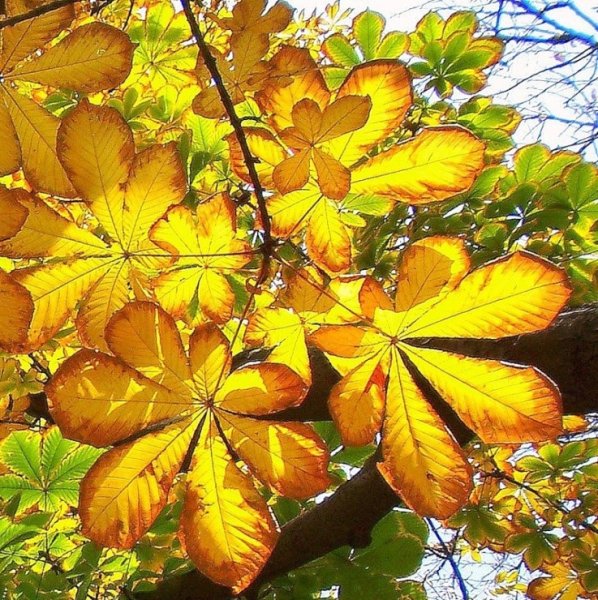 Клен желто-зеленое