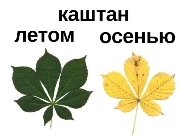 Клён Миябе