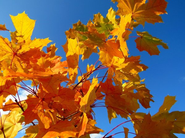 Осенние листья