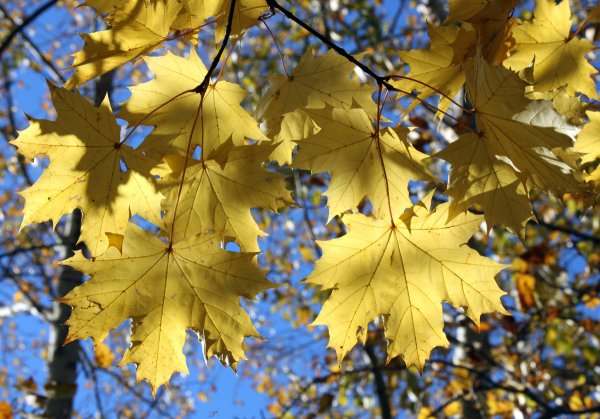 Березовый лист летний и осенний