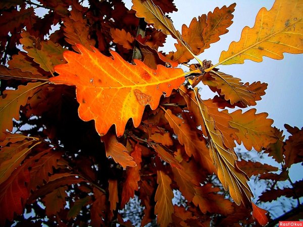 Осенний каштан дерево