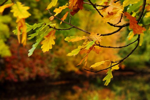 Клен остролистный дерево