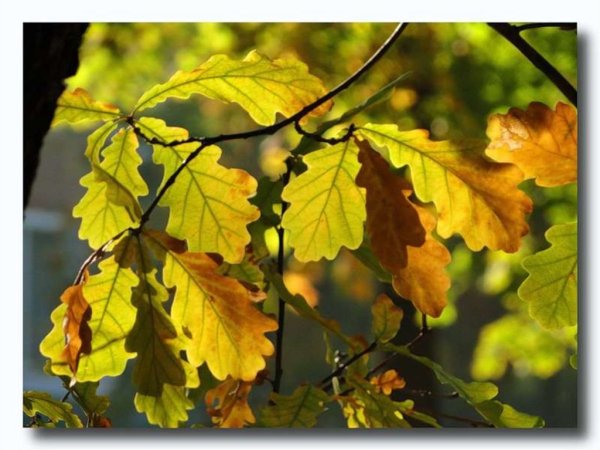 Осенние листья дуба