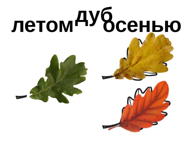 Листочки осины