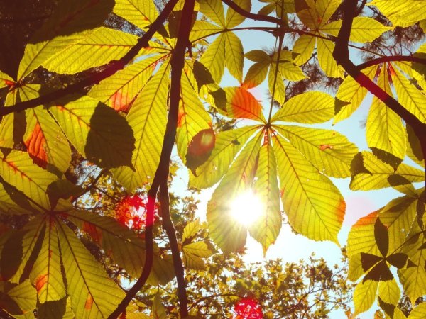 Рябина с желтыми листьями