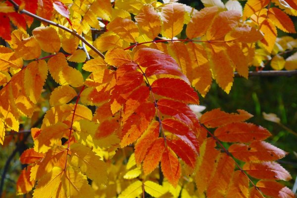 Листья каштана осенью