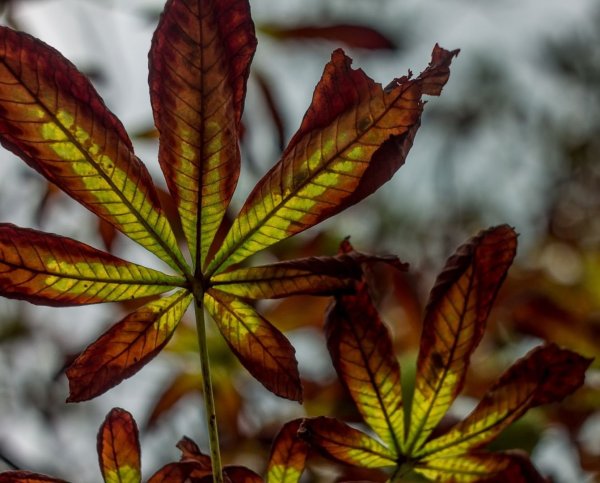 Осенние листья каштана