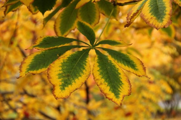 Осень солнце