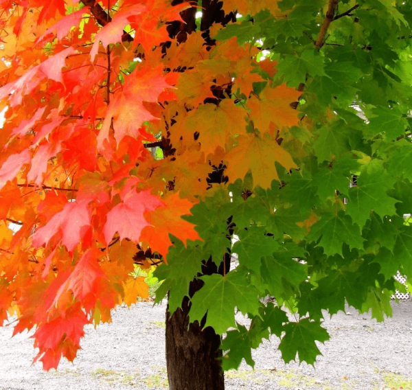 Дуб черешчатый лист осень