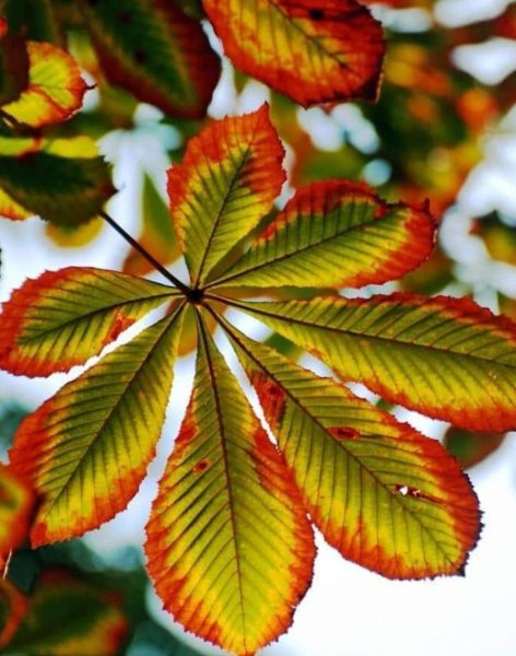 Березка золотой лист