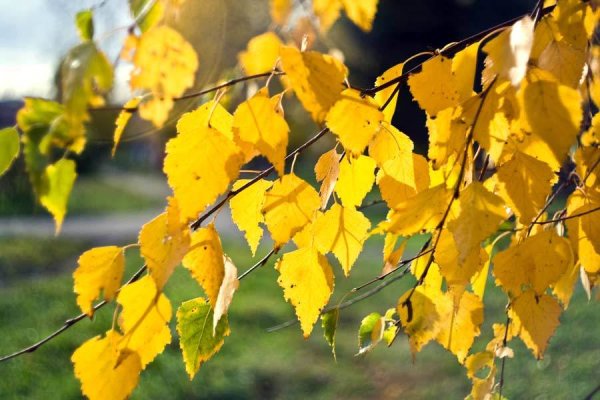 Осень паутина