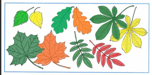 Лист рябины летом и осенью