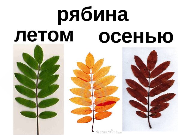 Падающие листья