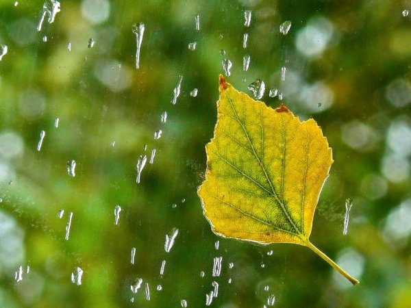 Конский каштан листья