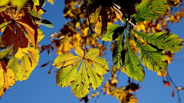 Осенний клен и дуб