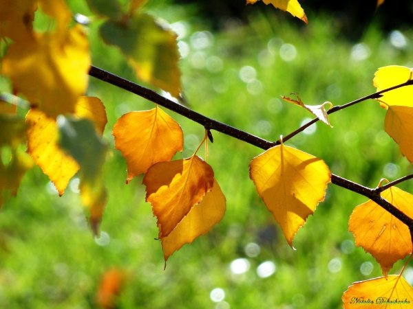 Клен пятилистный осенью