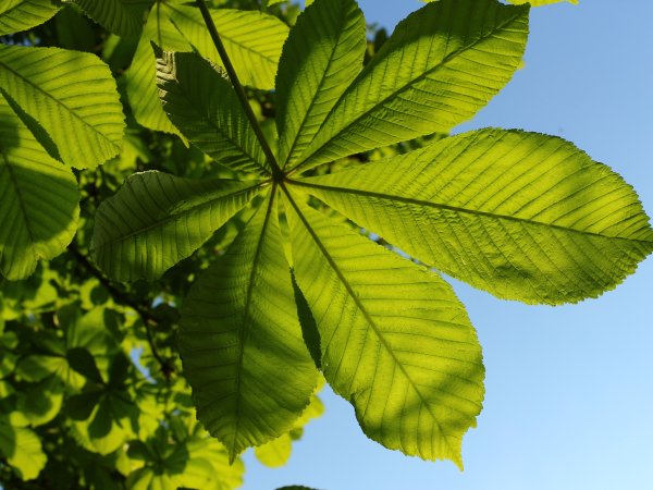 Лист клена в руке