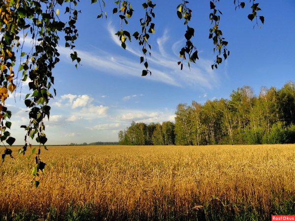 Августовский пейзаж