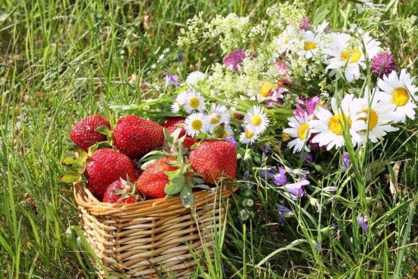 Цветы и ягоды в июле