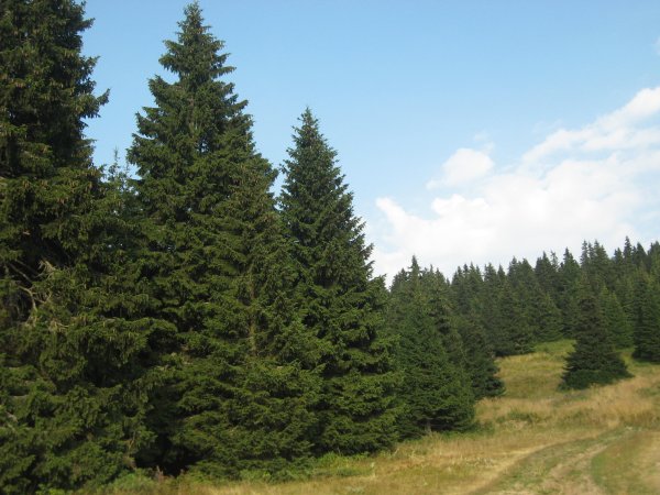 Хвойные деревья ель и сосна