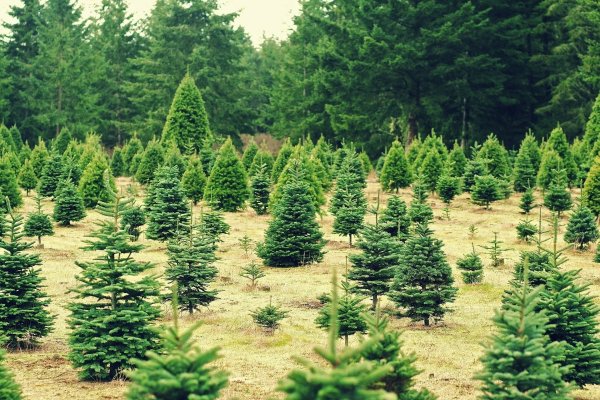 Елово Сосновый лес