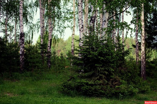 Ель Сибирская голубая