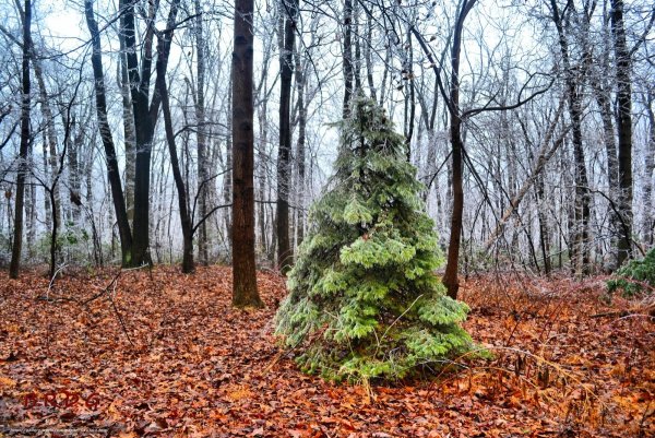Хвоинки дерева ель обыкновенная