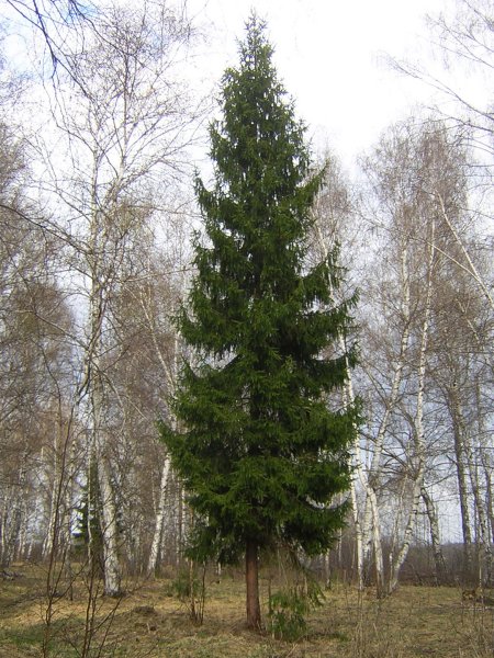 Лес рисунок