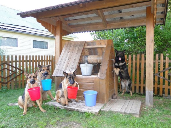 Жара на даче