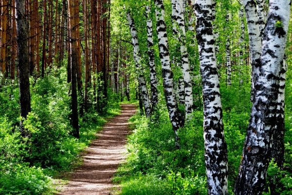 Тамбовский хвойный лес