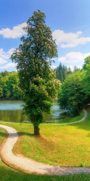 Природа лес озеро