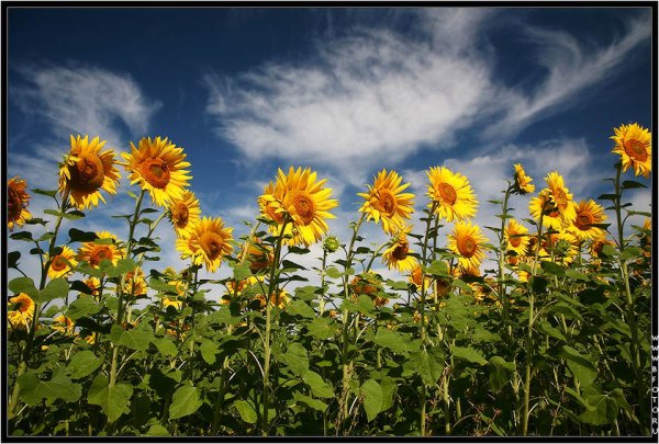 Летний день