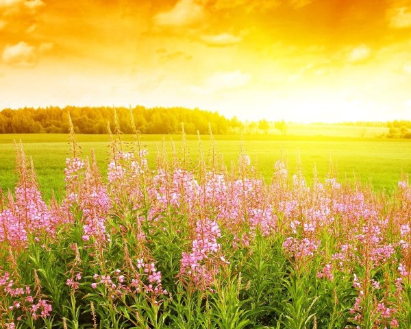 Летний день природа