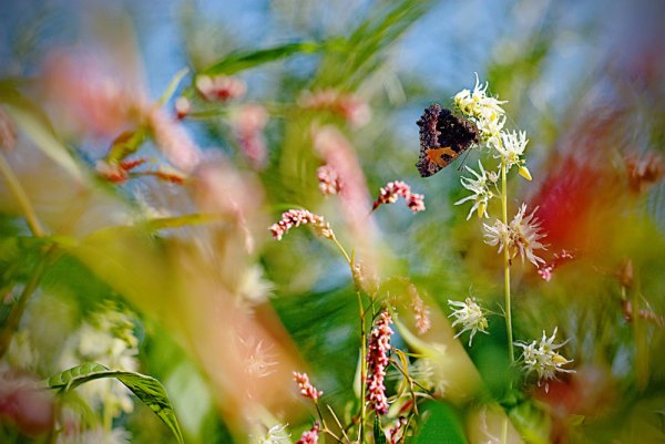 Пейзаж лето