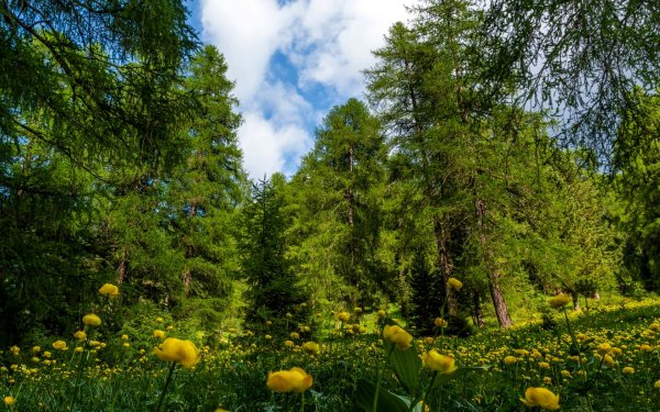 Лесная Поляна Ульяновская область