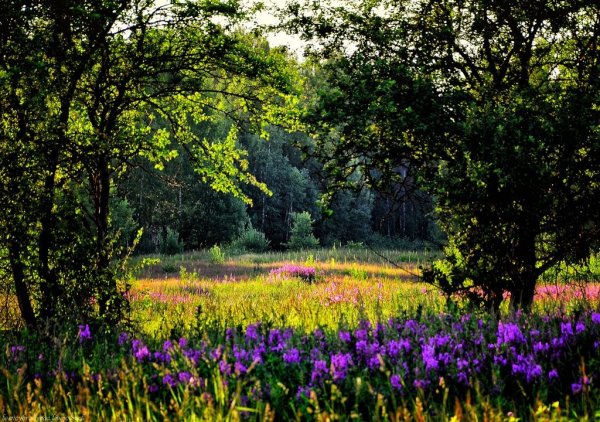 Летняя Поляна в лесу